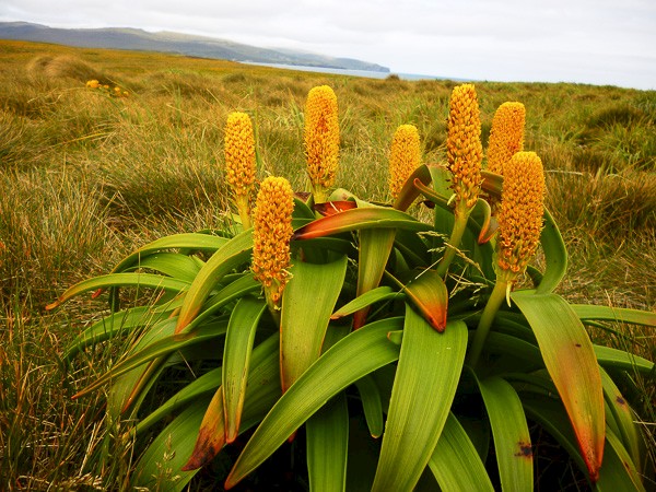 Bulbinella Rossi op Campbell.