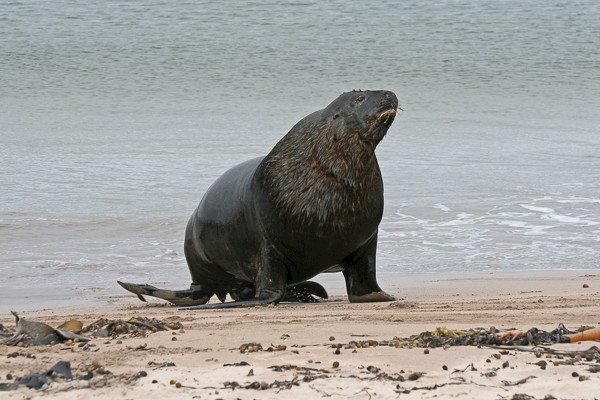 Hooker zeeleeuw op Enderby.