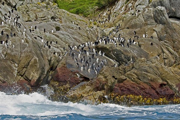Snares kuifpinguïns op de rotsen van de kust van Snares (Nieuw-Zeeland).