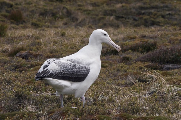 Koningsalbatros op Campbell (Nieuw-Zeeland).