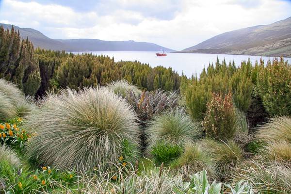 Uitbundige begroeiing op Campbell, Nieuw-Zeeland.