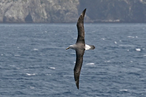 Salvins albatros, Snares-archipel (Nieuw-Zeeland).