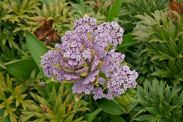 Anisotome latifolia op Campbell (Nieuw-Zeeland).