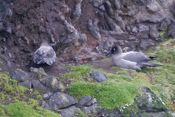 Roetkopalbatrossen aan de noordkust van Enderby (Nieuw-Zeeland).