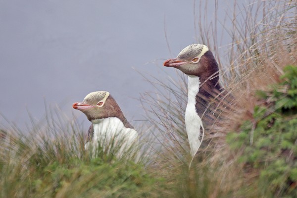 Geeloogpinguïns op Enderby (Nieuw-Zeeland).