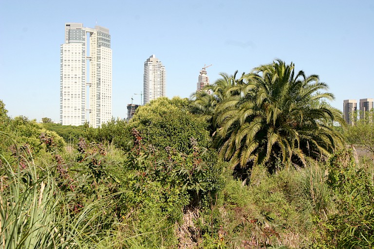 Vanuit het park Costanera Sur zijn de hoge gebouwen van de stad te zien.