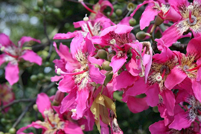 In het voorjaar bloeit de Palo Borracho (Ceiba speciosa) met grote, opvallend roze bloemen.
