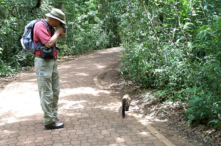 Neusbeertje langs de kant van de weg. Iguazú, Argentinië. Foto: José Laanen.