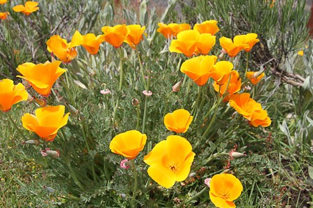 De Papaver is een van de kleurrijkste planten. Bariloche en het merengebied Argentinië.