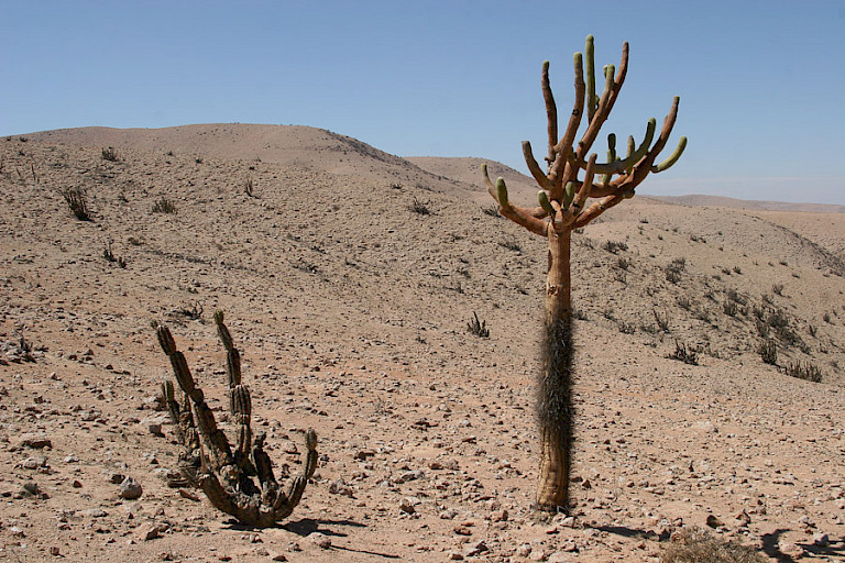 Cactussen op de hoogvlakte, Chili.