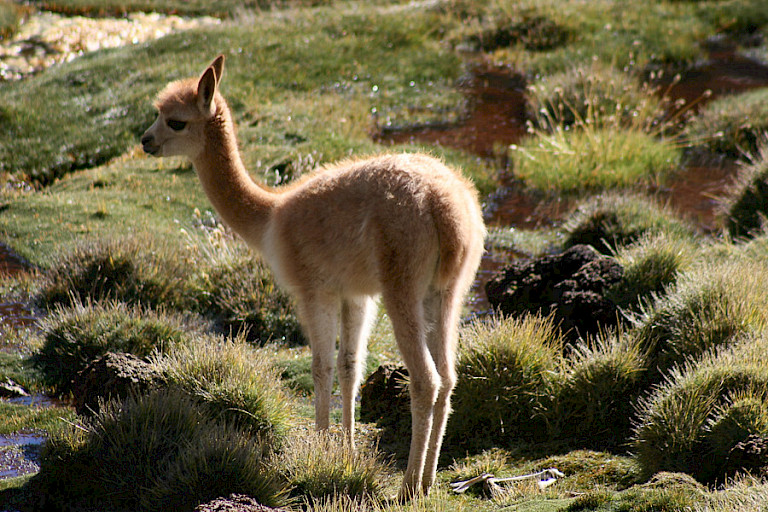 Jonge Vicuña langs de kant van de weg.