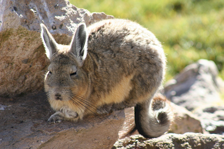 Viscacha luiert in het zonnetje in het Lauca NP