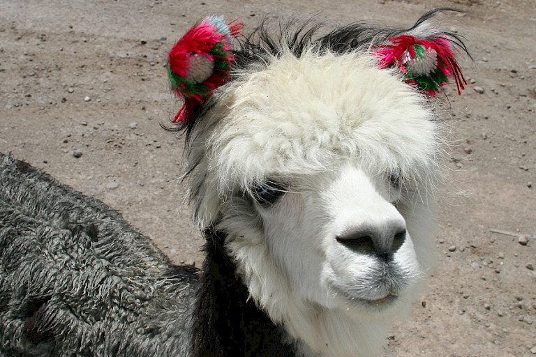 Vicuña met oorversieringen.